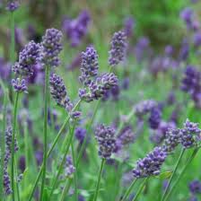 Provence Lavender Violet Flower seeds for Planting - Pollinator Friendly, Heirloom & GMO Free Seeds for Home Garden