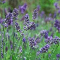 Provence Lavender Violet Flower seeds for Planting - Pollinator Friendly, Heirloom & GMO Free Seeds for Home Garden