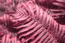 Pink Fern for Planting Shade Tolerant Heirloom & GMO Free Seeds for Home Garden
 
 Sale