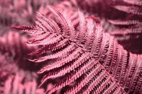 Pink Fern for Planting Shade Tolerant Heirloom & GMO Free Seeds for Home Garden
 
 Sale