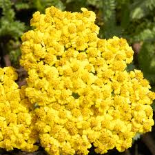 Achillea Seeds for Planting: Grow Colorful Blooms in Your Garden
