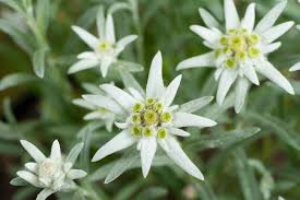 Heirloom Leontopodium Alpinum Flower seeds for Planting Long Bloom Season Heirloom & GMO Free Seeds for Home Garden