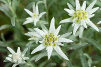 Heirloom Leontopodium Alpinum Flower seeds for Planting Long Bloom Season Heirloom & GMO Free Seeds for Home Garden