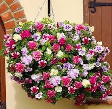 Mixed Double Petunia Flower Seeds for Planting Heirloom NONGMO Vibrant Garden Blooms 
 
 Sale