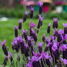 Munstead Lavender Flower seeds for Planting - Seasonal Bloomer, Heirloom & GMO Free Seeds for Home Garden