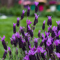 Munstead Lavender Flower seeds for Planting - Seasonal Bloomer, Heirloom & GMO Free Seeds for Home Garden