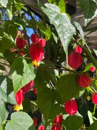 Yellow and Red Bellflower Seeds for Planting