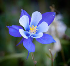 Blue Aquilegia Flower seeds for Planting - Compact Growth, Heirloom & GMO Free Seeds for Home Garden