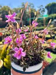 Pink Anacampseros Flower seeds for Planting - Pollinator Friendly, Heirloom & GMO Free Seeds for Home Garden