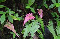 Pink Fern for Planting Shade Tolerant Heirloom & GMO Free Seeds for Home Garden
 
 Sale
