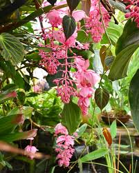 Medinilla Flower seeds for Planting Seasonal Bloomer Heirloom & GMO Free Seeds for Home Garden
