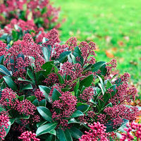 Skimmia Flower seeds for Planting Long Bloom Season Heirloom & GMO Free Seeds for Home Garden