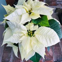 White Poinsettia Seeds for Planting Long Bloom Season Heirloom & GMO Free Seeds for Home Garden  Sale