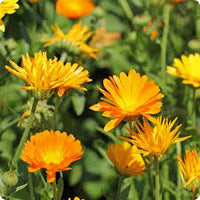 Calendula Flower seeds for Planting Colorful Display Heirloom & GMO Free Seeds for Home Garden
