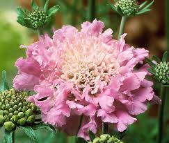 Pink Scabiosa Flower seeds for Planting - Fragrant Blossoms, Heirloom & GMO Free Seeds for Home Garden