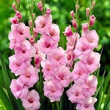 Baby Pink Red Gladiolus Flower Seeds for Planting Long Bloom Season Heirloom & GMO Free Seeds for Home Garden
 
 Sale