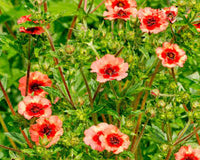 Red Willmott Flower seeds for Planting - Premium Quality, Heirloom & GMO Free Seeds for Home Garden