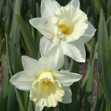 Green White Narcissus Flower Seeds for Planting Premium Quality Heirloom & GMO Free Seeds for Home Garden
 
 Sale