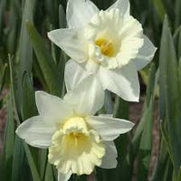 Green White Narcissus Flower Seeds for Planting Premium Quality Heirloom & GMO Free Seeds for Home Garden
 
 Sale