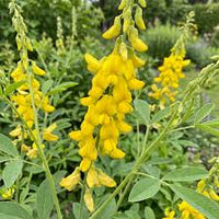 Yellow Smooth Rattlebox Flower seeds for Planting - Hardy Variety, Heirloom & GMO Free Seeds for Home Garden