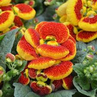 Mixed Calceolaria Flower seeds for Planting - Hardy Variety, Heirloom & GMO Free Seeds for Home Garden