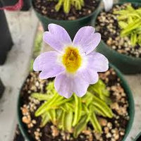 Butterworth Flower seeds for Planting - Long Bloom Season, Heirloom & GMO Free Seeds for Home Garden