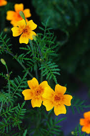 Yellow Signet Marigold Flower seeds for Planting - Compact Growth, Heirloom & GMO Free Seeds for Home Garden