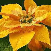 Yellow Poinsettia Planting Seeds