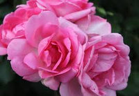 Soft Pink Rose Flower Seeds for Planting Pollinator Friendly Heirloom & GMO Free Seeds for Home Garden
 
 Sale