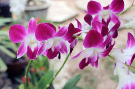 White Pink Phalaenopsis Orchid Seeds for Planting Colorful Display Heirloom & GMO Free Seeds for Home Garden
 
 Sale