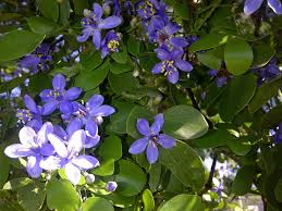 Blue Lignum Vitae Flower seeds for Planting - Wildflower Mix, Heirloom & GMO Free Seeds for Home Garden