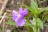 Violet Monkey Face Flower seeds for Planting - Colorful Display, Heirloom & GMO Free Seeds for Home Garden
