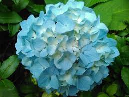 Sea Blue Hydrangea Flower seeds for Planting - Sun Loving, Heirloom & GMO Free Seeds for Home Garden