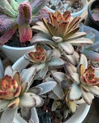 Chocolate Succulent Flower Seeds Perfect for Borders Heirloom & GMO Free Seeds for Home Garden
 
 Sale