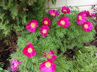Fern Leaf Peony Pink Seeds for Planting - Elegant Perennial Blooms