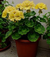 Dark Yellow Geranium Flower Seeds for Planting Perfect for Borders Heirloom & GMO Free Seeds for Home Garden
 
 Sale