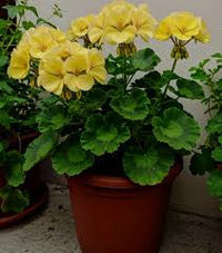 Dark Yellow Geranium Flower Seeds for Planting Perfect for Borders Heirloom & GMO Free Seeds for Home Garden
 
 Sale
