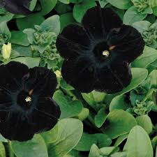 Petunia Debonair Black Cherry Flower seeds for Planting Fragrant Blossoms Heirloom & GMO Free Seeds for Home Garden