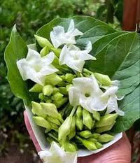 Loroco Flower seeds for Planting - Shade Tolerant, Heirloom & GMO Free Seeds for Home Garden