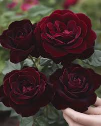 Deep Red Rose Flower seeds for Planting Low Maintenance Heirloom & GMO Free Seeds for Home Garden