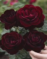 Deep Red Rose Flower seeds for Planting Low Maintenance Heirloom & GMO Free Seeds for Home Garden