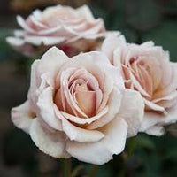 White Brown Rose Flower seeds for Planting Vibrant Colors Heirloom & GMO Free Seeds for Home Garden