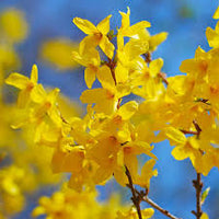 Yellow Forsythia Flower seeds for Planting - Seasonal Bloomer, Heirloom & GMO Free Seeds for Home Garden