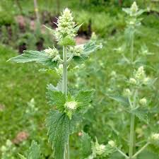 Green Catnip Seeds for Easy Planting