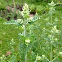 Green Catnip Seeds for Easy Planting