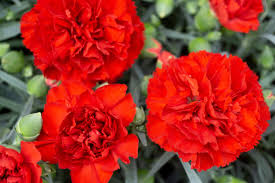 Light Red Carnation Flower Seeds for Planting Shade Tolerant Heirloom & GMO Free Seeds for Home Garden
 
 Sale