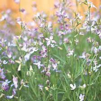 Light Green EveningScented Flower Seeds for Planting Seasonal Bloomer Heirloom & GMO Free Seeds for Home Garden
 
 Sale