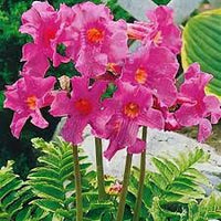 Fern Flower seeds for Planting - Cottage Garden Essential, Heirloom & GMO Free Seeds for Home Garden