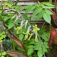 Green Puya Mirabilis Flower seeds for Planting - Hardy Variety, Heirloom & GMO Free Seeds for Home Garden