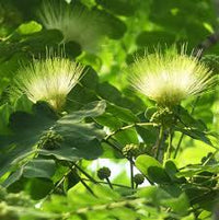 Green Albizia Flower Seeds for Planting Cut Flower Favorite Heirloom & GMO Free Seeds for Home Garden
 
 Sale